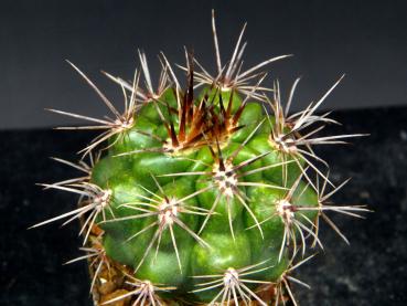 Sales plant (sample)